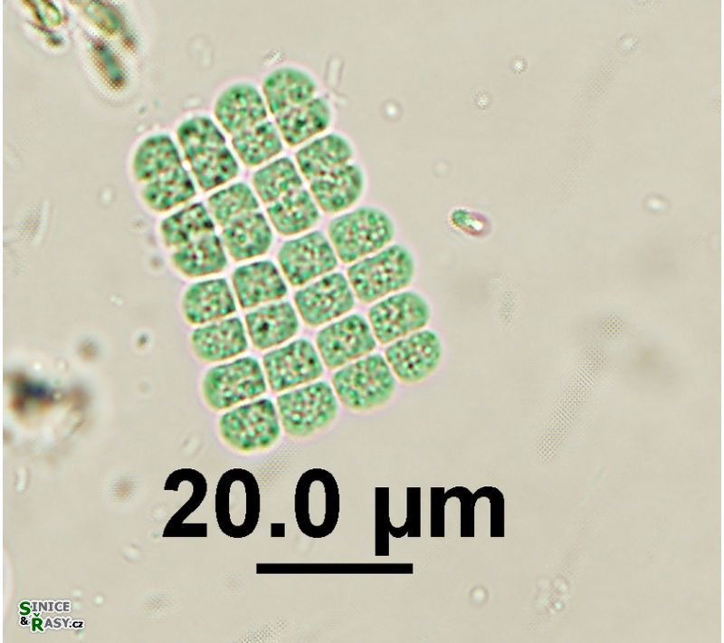 Merismopedia sphagnicola