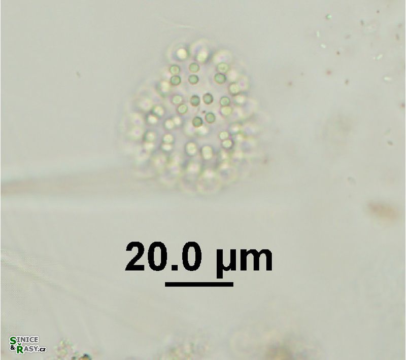 Snowella litoralis