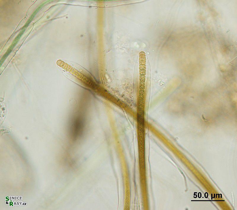 Scytonema cf. myochrous