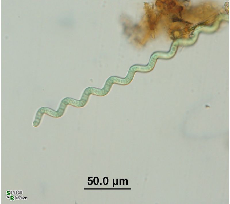Arthospira jenneri
