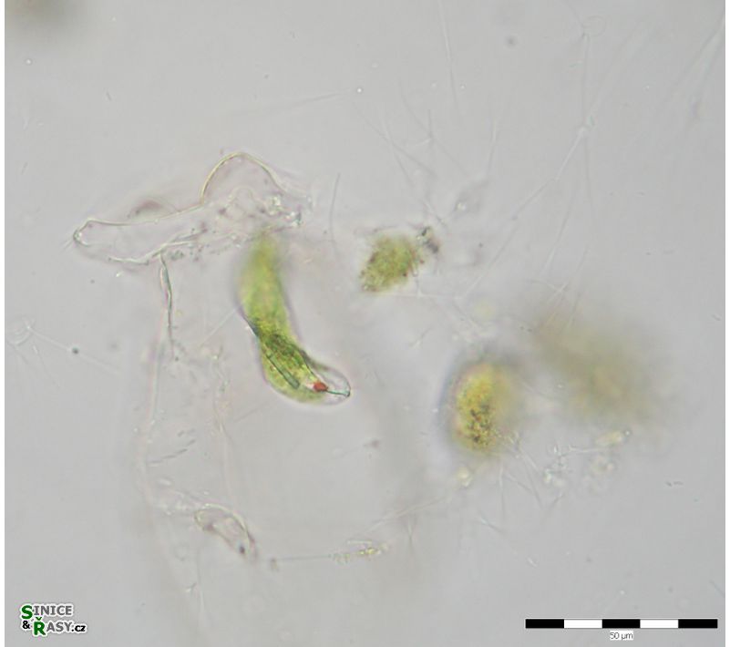 Lepocinclis tripteris
