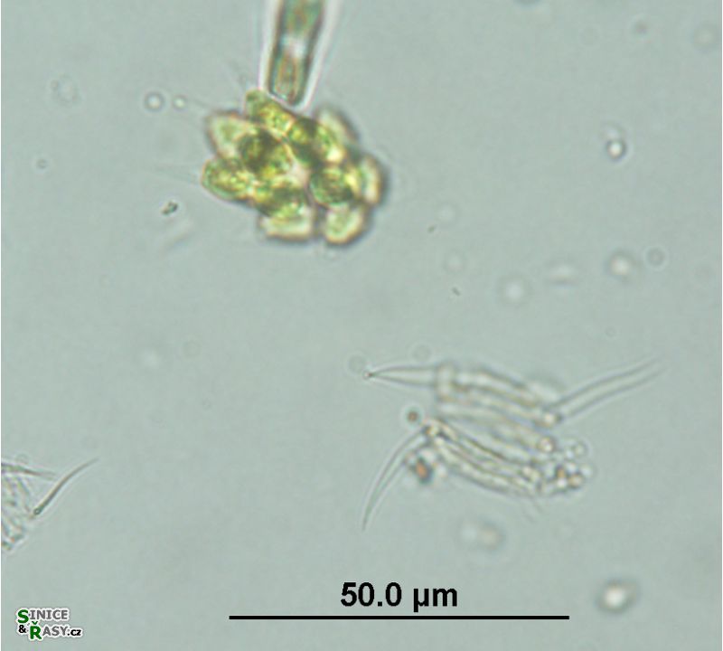 Pyrobotrys minima