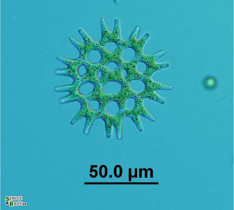 Lacunastrum gracillimum