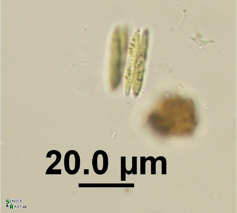 Quadrigula korsikovii
