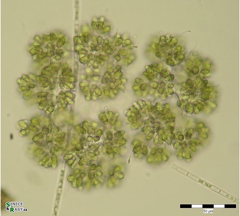 Botryococcus braunii