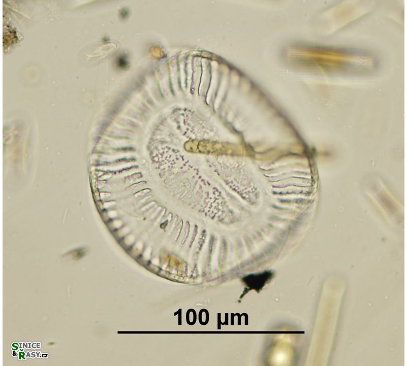 Camptylodiscus clypeus