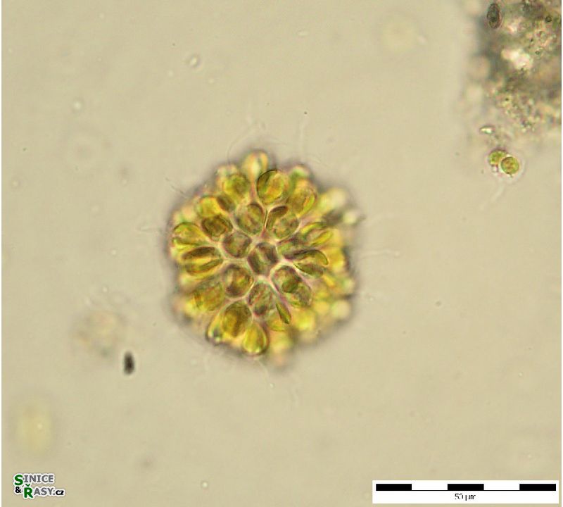 Synura sp.