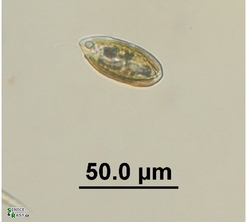 Cryptomonas sp. 