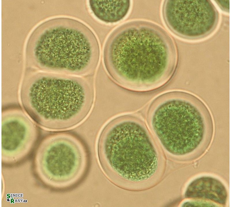 Chroococcus subnudus¨