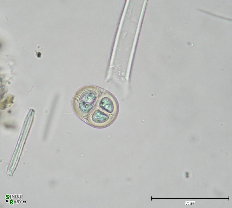 Chroococcus tenax