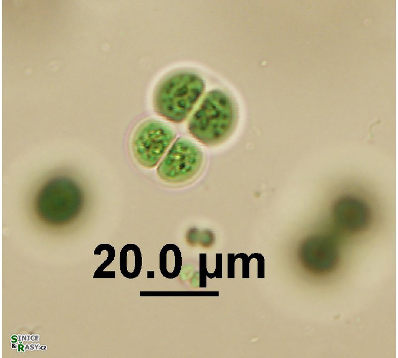 Chroococcus turgidus