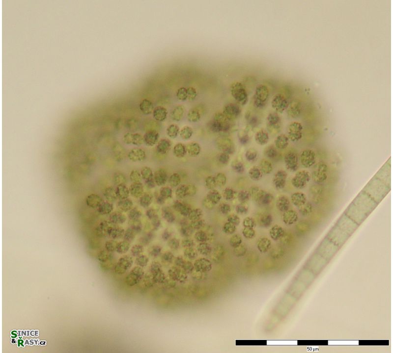 Woronichinia naegeliana