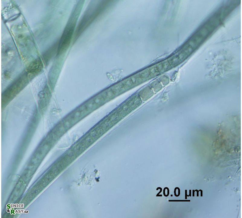 Tolypothrix tenuis