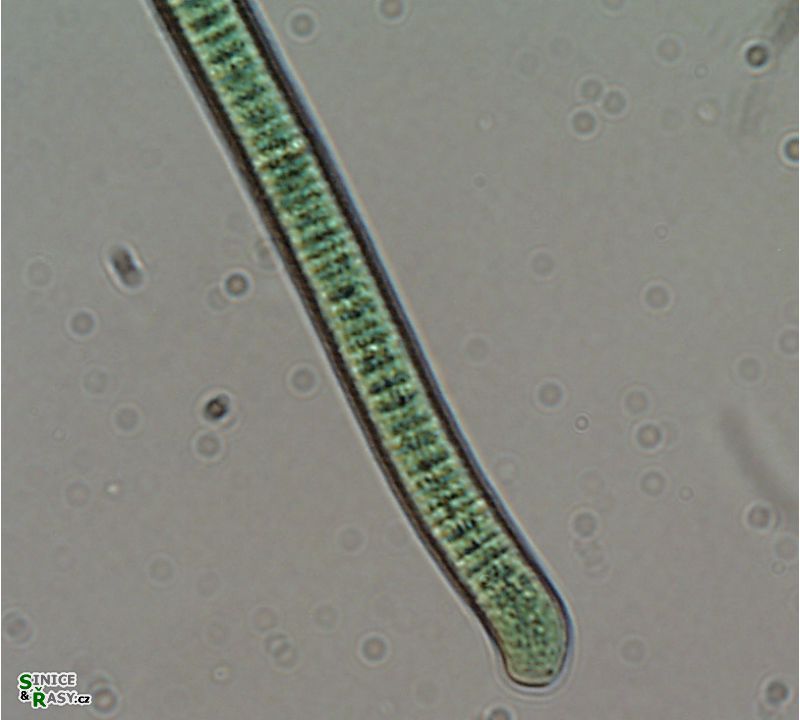 Planktothrix cryptovaginata