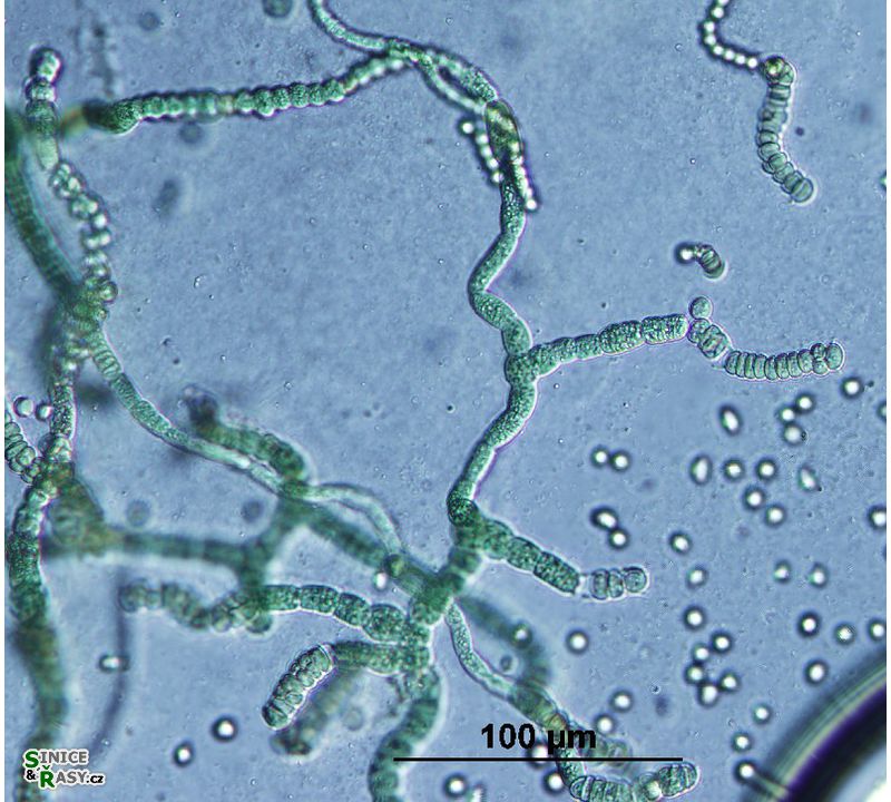 Westiellopsis prolifica