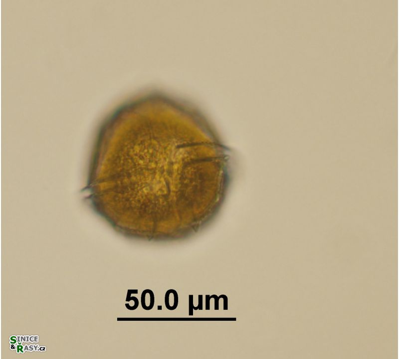 Peridinium bipes