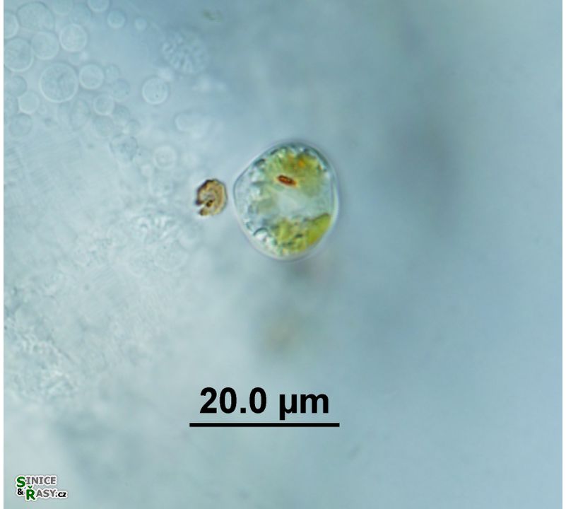 Colacium cyclopicola