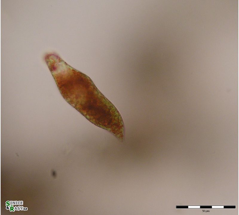 Euglena sanguinea