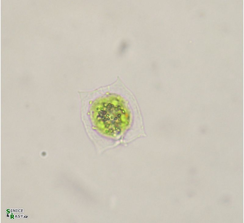 Pteromonas aculeata