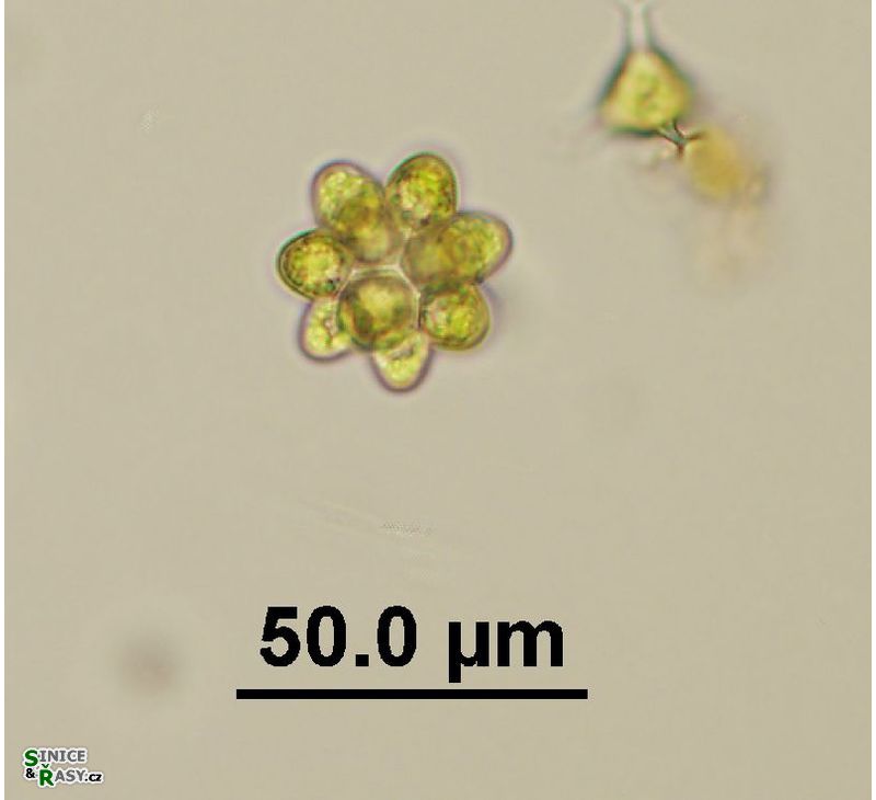 Coelastrum astroideum