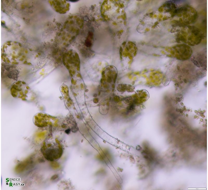 Protosiphon botrydoides