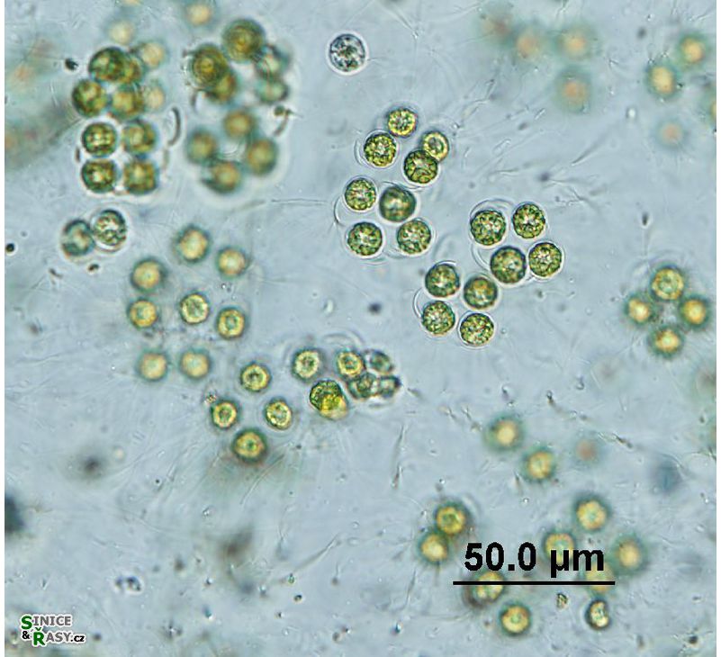 Schizochlamys gelatinosa