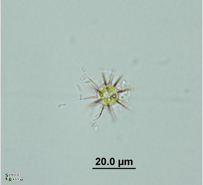 Acanthosphaera zachariasii