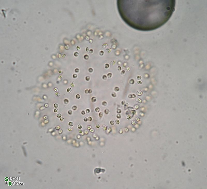 Uroglena