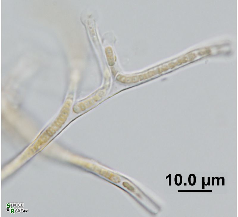 Homoeothrix