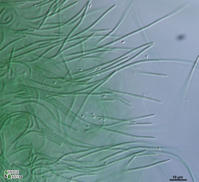 cf. Oculatella