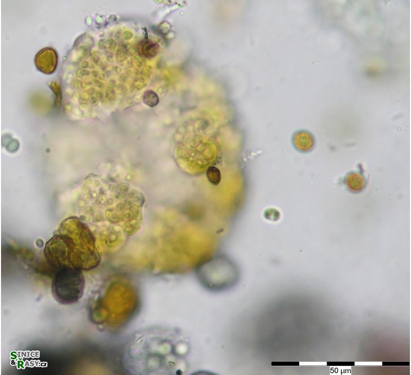 Gloeocapsa biformis