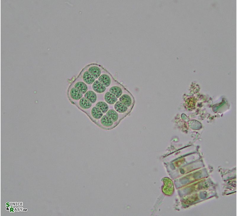 Merismopedia glauca