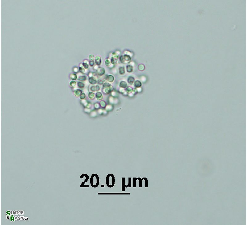 Snowella litoralis