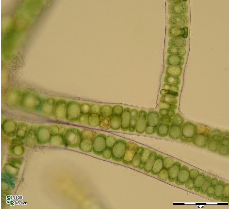 Stigonema ocellatum 