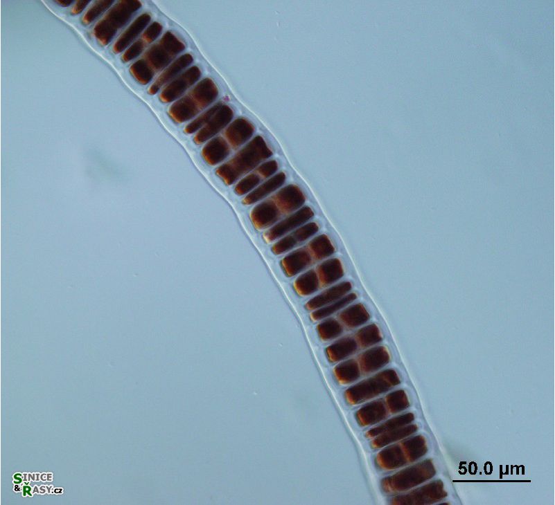 Bangia atropurpurea