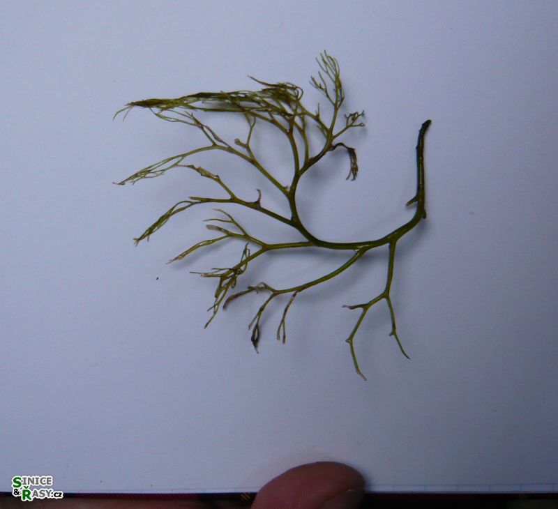 Tuomeya americana
