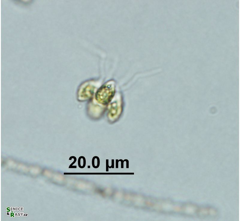 Tetrabaena socialis