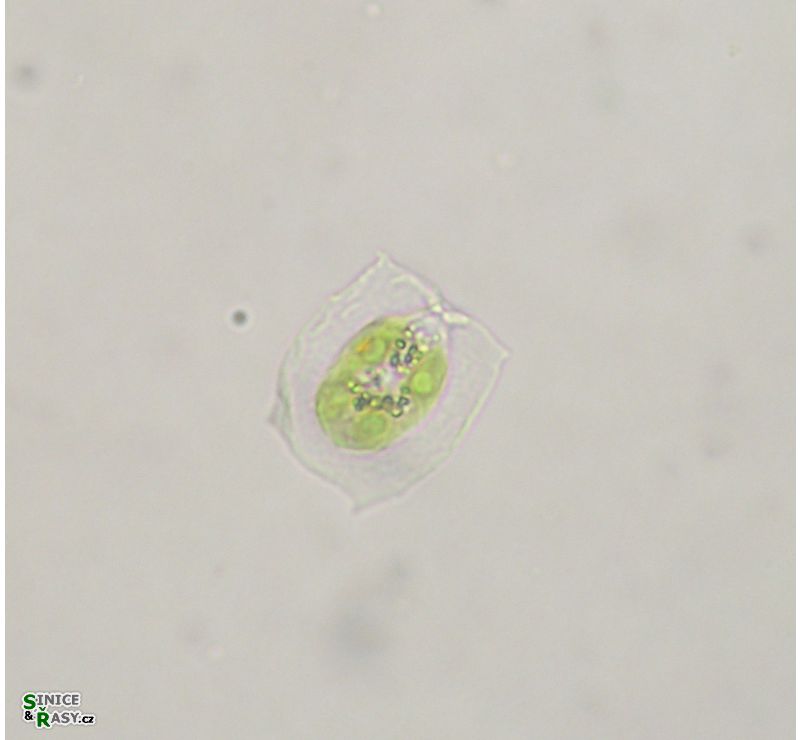 Pteromonas aculeata