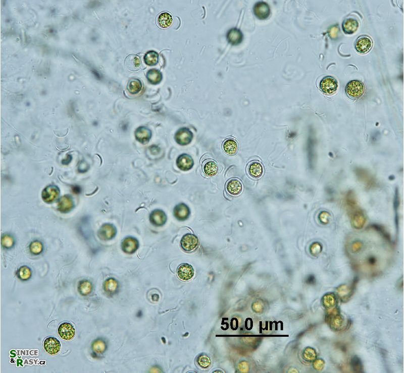 Schizochlamys gelatinosa