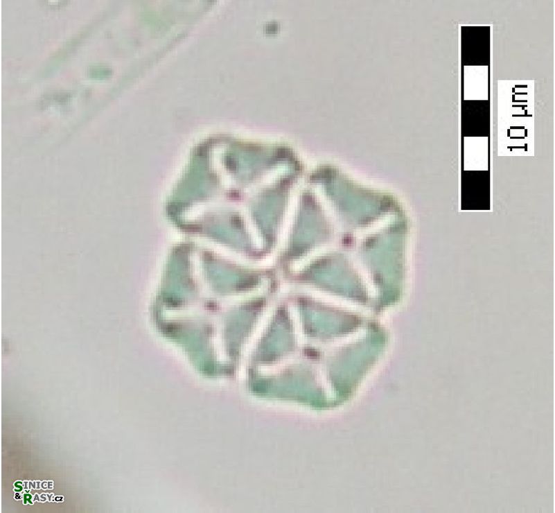 Crucigenia tetrapedia
