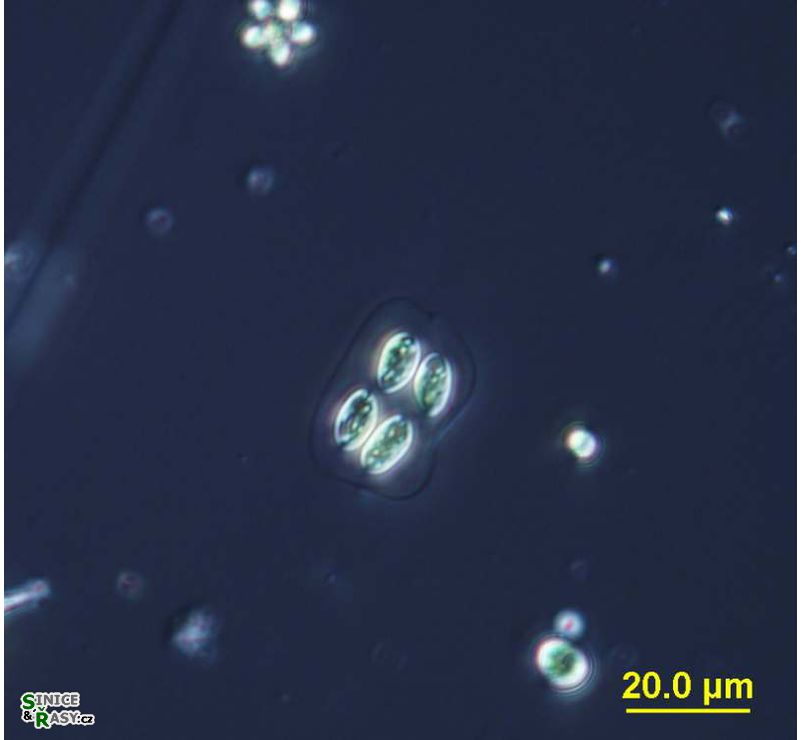 Oocystis lacustris