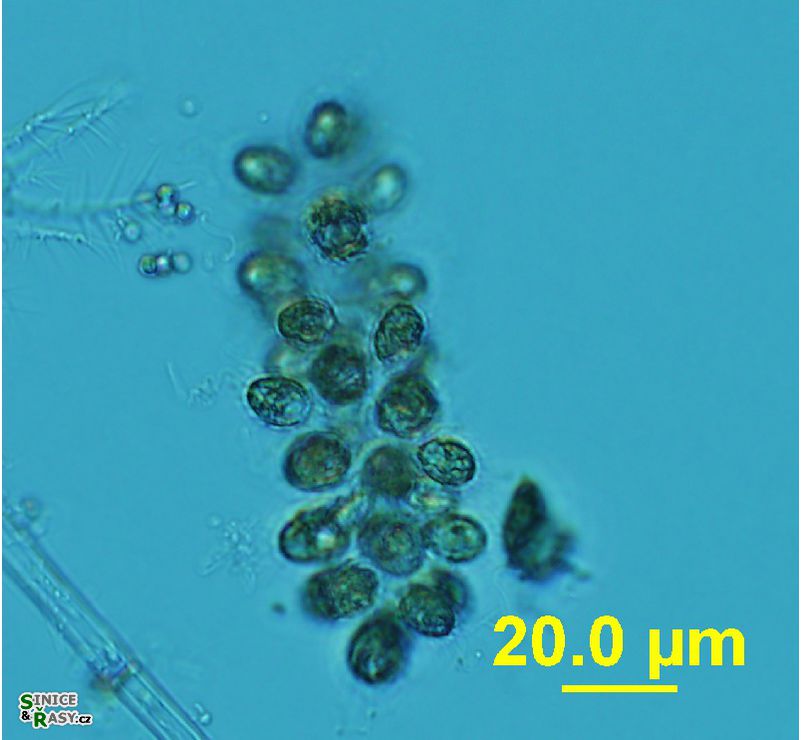 Chlorodesmos hispida