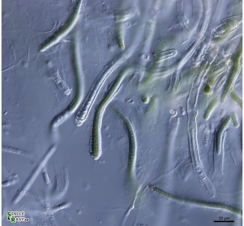cf. Calothrix
