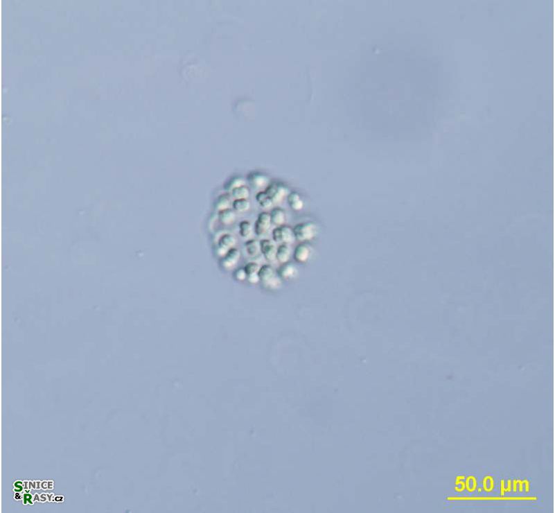 Snowella litoralis
