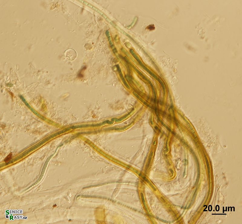 Dichothrix ledereri