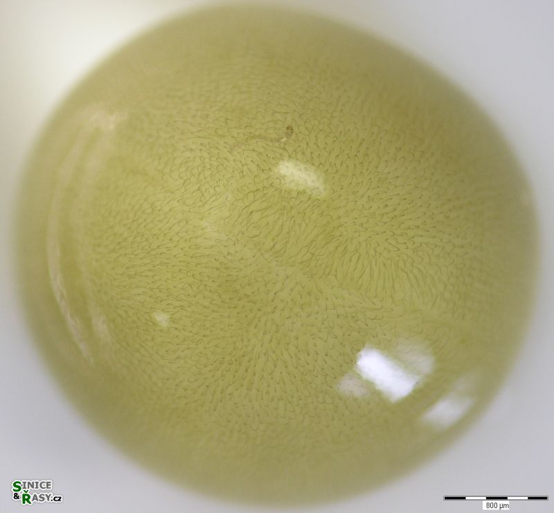 Nostoc parmelioides