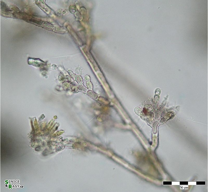 Audouinella hermanii