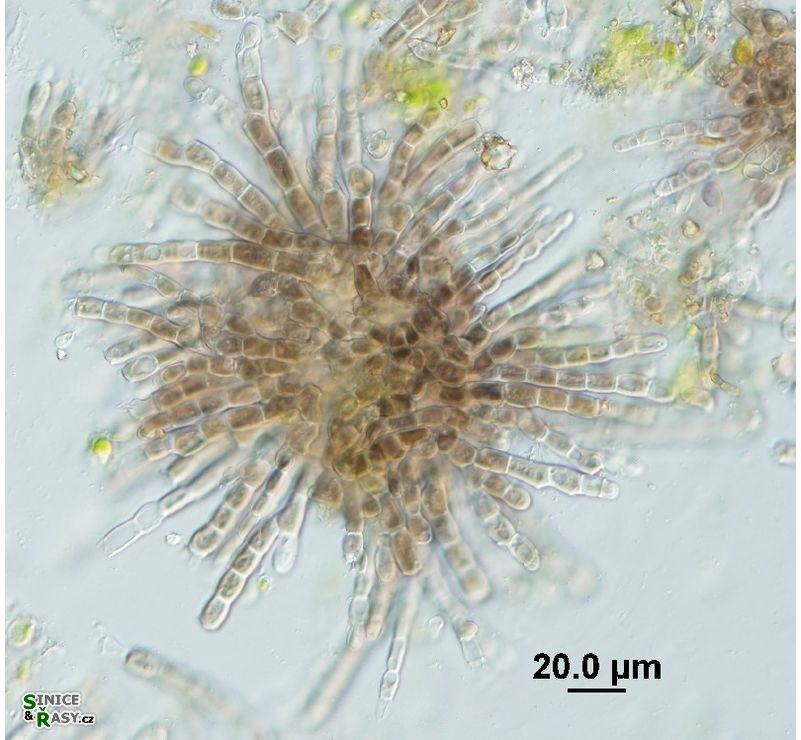 Audouinella hermanii
