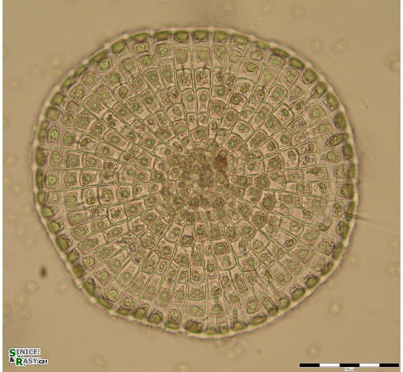 Coleochaete scutata 