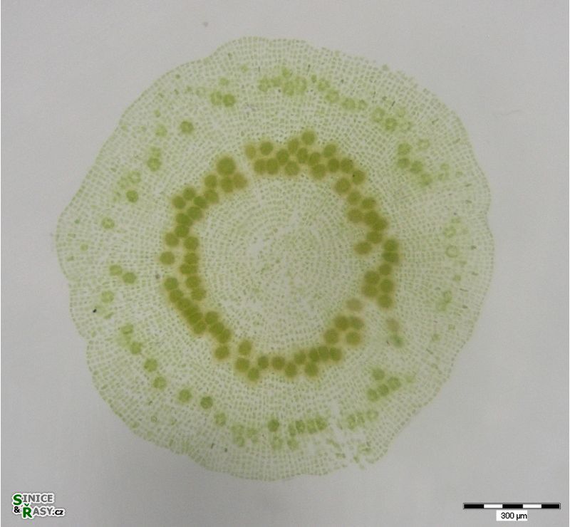 Coleochaete sp.